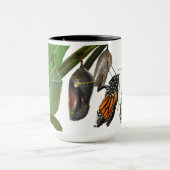 MONARCH-LEBENSZYKLUS TASSE (Zentrum)