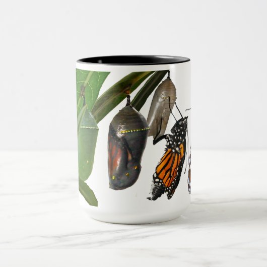 MONARCH-LEBENSZYKLUS TASSE (Zentrum)