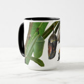 MONARCH-LEBENSZYKLUS TASSE (Vorderseite Links)