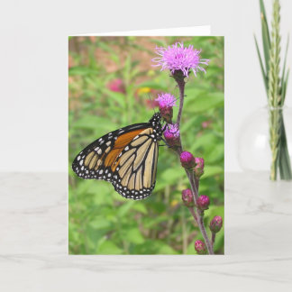 Monarch/Liatris Karte
