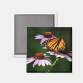 Monarch Magnet (Vorderseite/Rückseite)