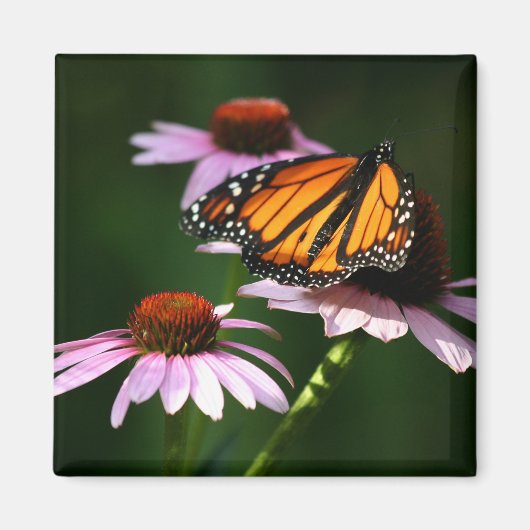 Monarch Magnet (Vorne)