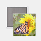 Monarch Magnet (Vorderseite/Rückseite)
