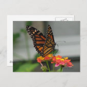 Monarch on Lantana Postcard Postkarte (Vorne/Hinten)