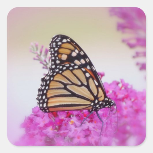 Monarch on Pink - Schmetterling Quadratischer Aufkleber (Vorderseite)