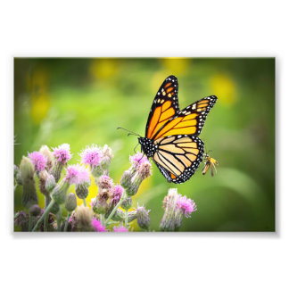 Monarch on thistle Photo Print Fotodruck