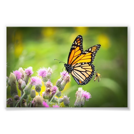 Monarch on thistle Photo Print Fotodruck (Vorne)
