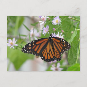 Monarch on Wild Asters Postcard Postkarte