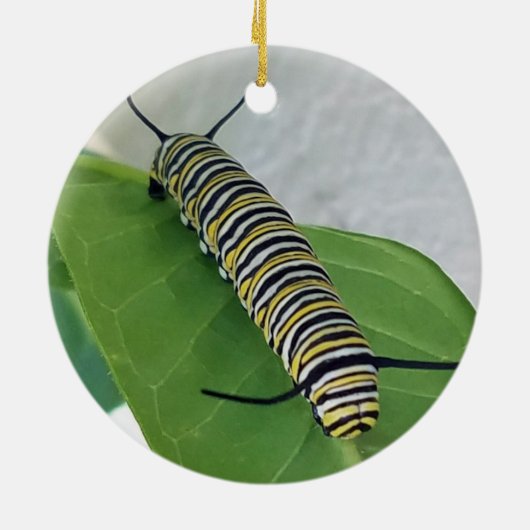 Monarch Ornament (Hinten)