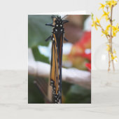 Monarch Posed Karte (Gelbe Blume)