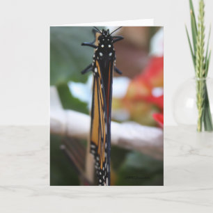 Monarch Posed Karte