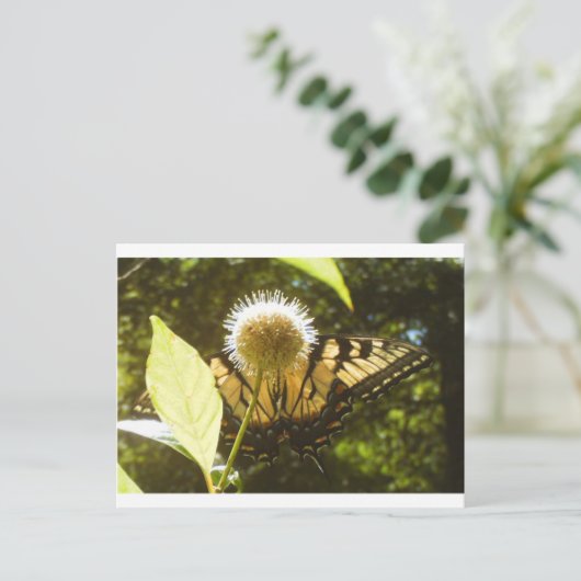 Monarch Post Card Postkarte (Stehend Vorderseite)