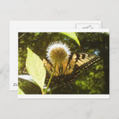 Monarch Post Card Postkarte (Vorne/Hinten)