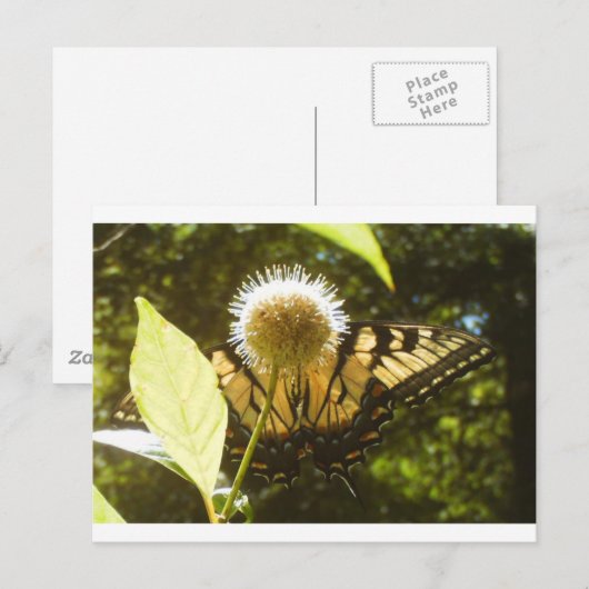 Monarch Post Card Postkarte (Vorne/Hinten)