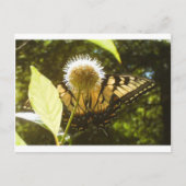 Monarch Post Card Postkarte (Vorderseite)