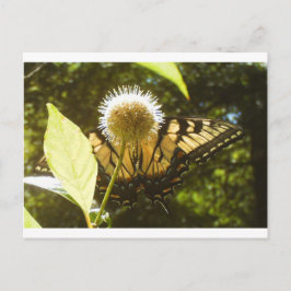 Monarch Post Card Postkarte