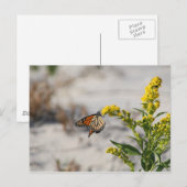 Monarch Postkarte (Vorne/Hinten)