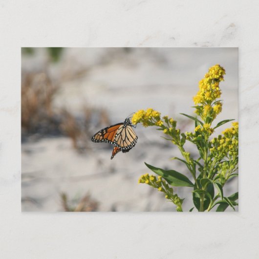 Monarch Postkarte (Vorderseite)