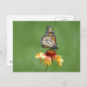 Monarch Postkarte (Vorne/Hinten)