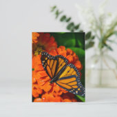 Monarch Postkarte (Stehend Vorderseite)