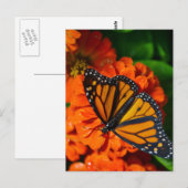 Monarch Postkarte (Vorne/Hinten)