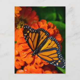 Monarch Postkarte