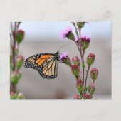 Monarch Postkarte (Vorderseite)