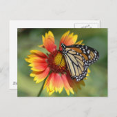 Monarch Postkarte (Vorne/Hinten)