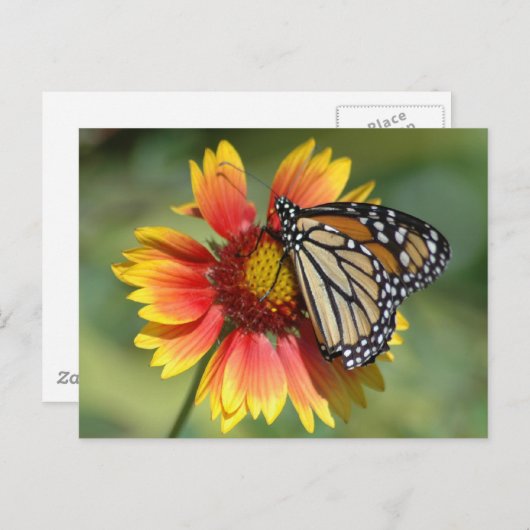 Monarch Postkarte (Vorne/Hinten)