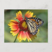 Monarch Postkarte (Vorderseite)