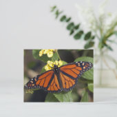 Monarch Postkarte (Stehend Vorderseite)