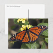 Monarch Postkarte (Vorne/Hinten)