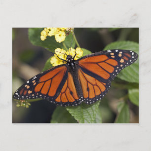 Monarch Postkarte