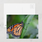 Monarch Postkarte (Vorne/Hinten)