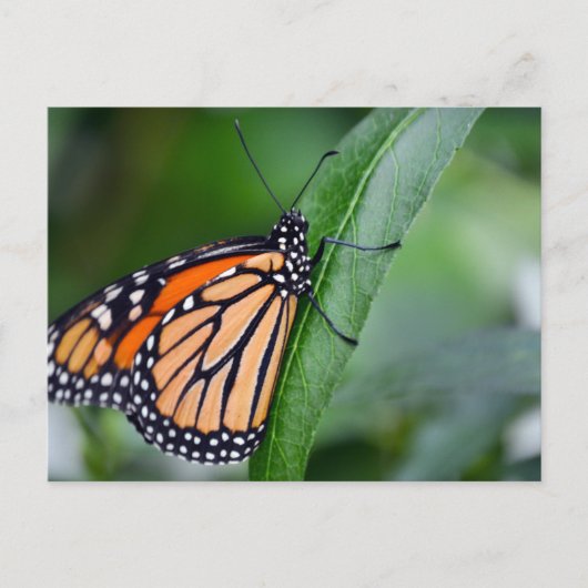 Monarch Postkarte (Vorderseite)