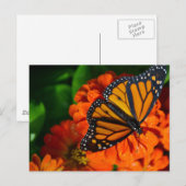 Monarch Postkarte (Vorne/Hinten)