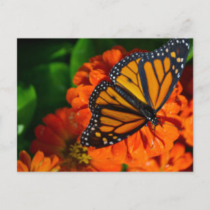 Monarch Postkarte
