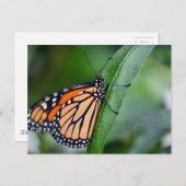 Monarch Postkarte (Vorne/Hinten)