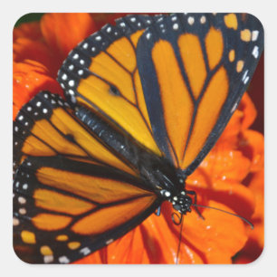 Monarch Quadratischer Aufkleber
