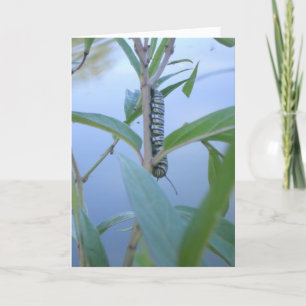 "Monarch Raupe #1" Osterkarte Karte