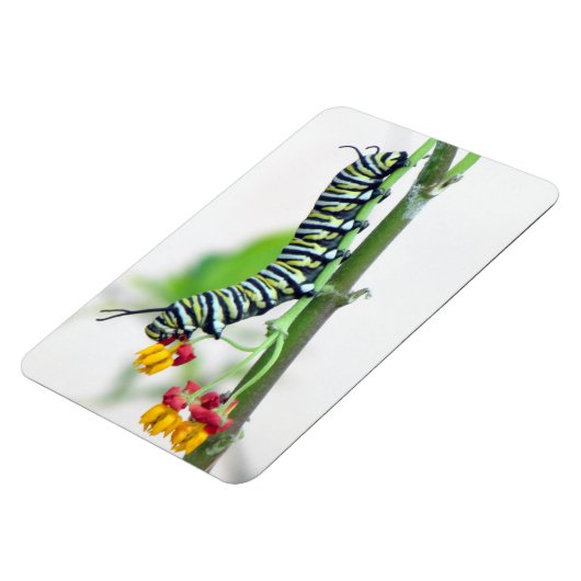 Monarch Raupe Flexible Magnet (Linke Seite)