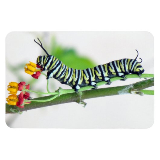 Monarch Raupe Flexible Magnet (Horizontal)