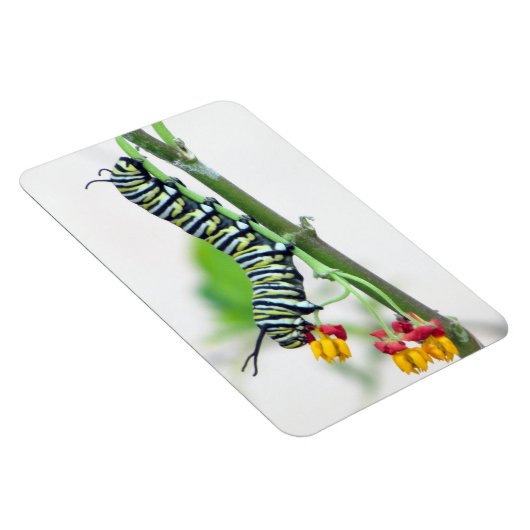 Monarch Raupe Flexible Magnet (Rechte Seite)