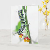 Monarch Raupe Grußkarte Karte (Gelbe Blume)