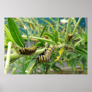 Monarch-Raupe Poster
