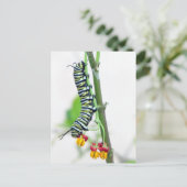 Monarch Raupe Postkarte (Stehend Vorderseite)