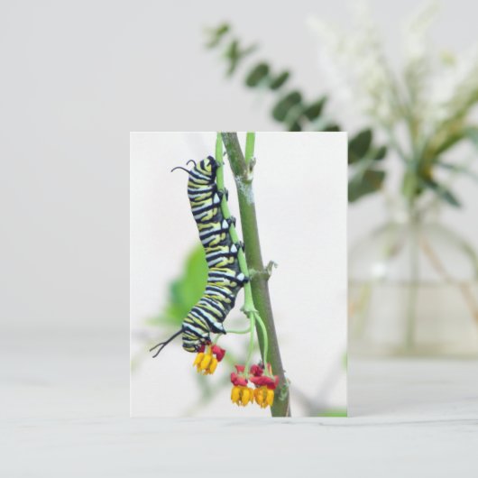 Monarch Raupe Postkarte (Stehend Vorderseite)