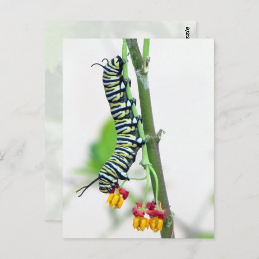 Monarch Raupe Postkarte (Vorne/Hinten)