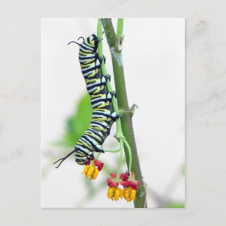 Monarch Raupe Postkarte