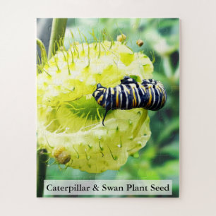 Monarch-Raupe & Schwanenpflanzen-Samen 56 Stück Puzzle